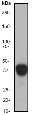 Western blot - Anti-HLA A antibody [EP1395Y] (AB52922)