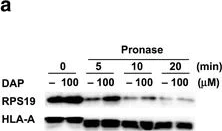 Western blot - Anti-HLA A antibody [EP1395Y] (AB52922)