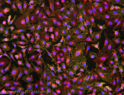 Immunocytochemistry/ Immunofluorescence - Anti-HLA A antibody [EP1395Y] - Low endotoxin, Azide free (ab246691), expandable thumbnail