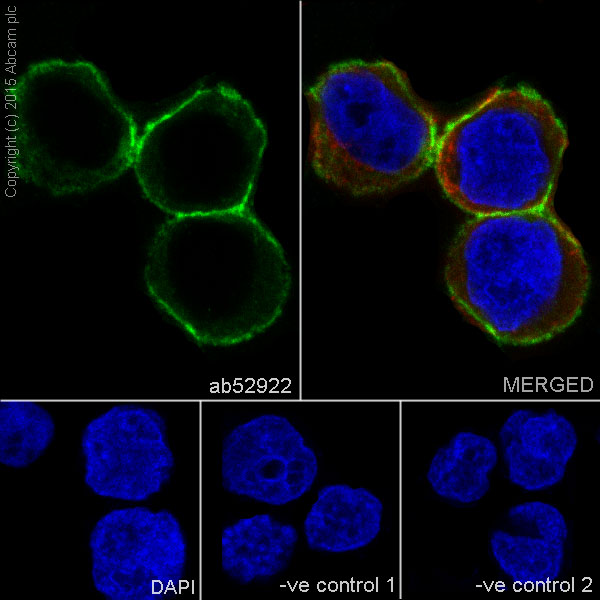 Immunocytochemistry/ Immunofluorescence - Anti-HLA A antibody [EP1395Y] - Low endotoxin, Azide free (AB246691), expandable thumbnail