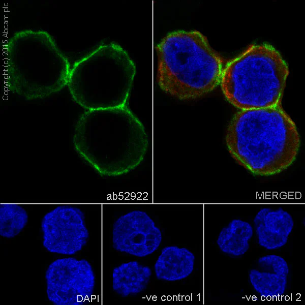 Immunocytochemistry/ Immunofluorescence - Anti-HLA A antibody [EP1395Y] - Low endotoxin, Azide free (AB246691)