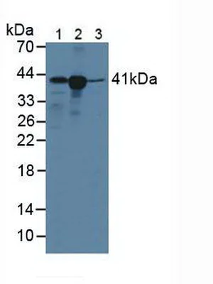 Western blot - Anti-HLA-C antibody (AB232903)