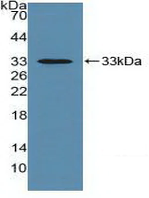 Western blot - Anti-HLA-C antibody (AB232903)
