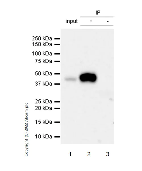 Immunoprecipitation - Anti-HLA-C antibody [EPR26121-73] - BSA and Azide free (AB307362)