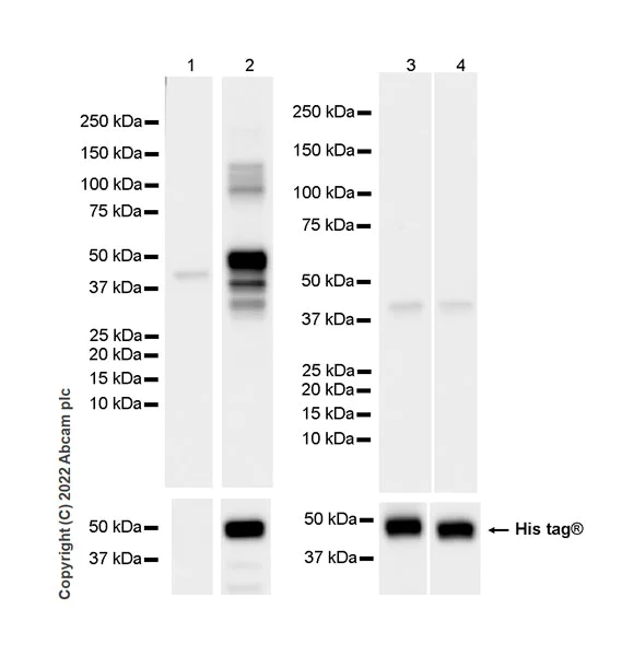 Western blot - Anti-HLA-C antibody [EPR26121-73] - BSA and Azide free (AB307362)