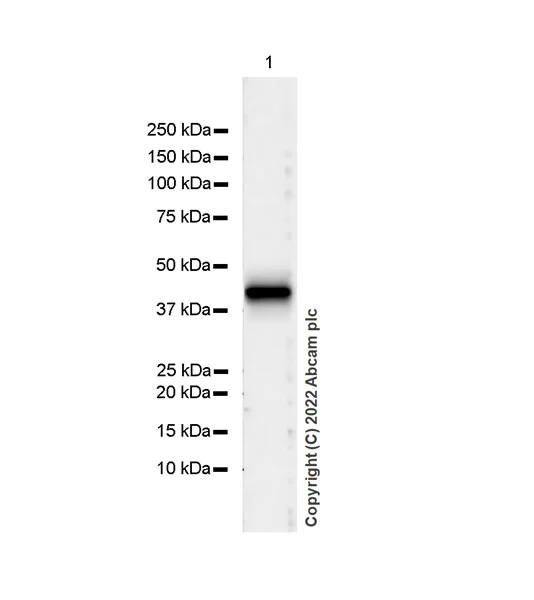 Western blot - Anti-HLA-C antibody [EPR26121-73] - BSA and Azide free (AB307362)