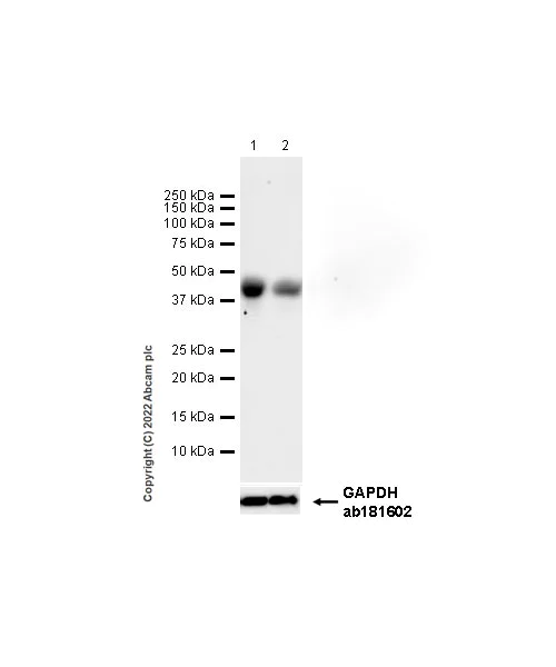 Western blot - Anti-HLA-C antibody [EPR26121-73] - BSA and Azide free (AB307362)