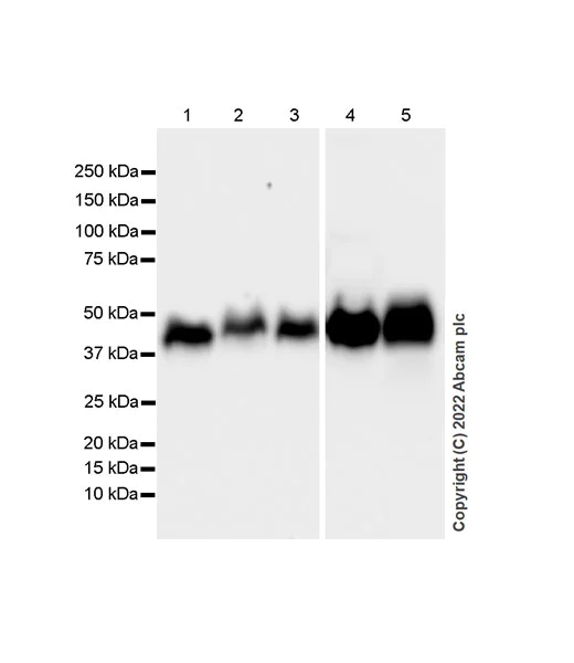 Western blot - Anti-HLA-C antibody [EPR26121-73] - BSA and Azide free (AB307362)