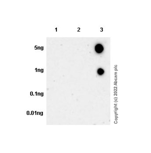Dot Blot - Anti-HLA-C antibody [EPR6749] (AB126722), expandable thumbnail