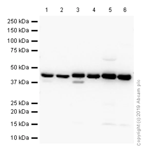Western blot - Anti-HLA-C antibody [EPR6749] (AB126722)