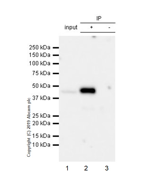 Immunoprecipitation - Anti-HLA-C antibody [EPR6749] - BSA and Azide free (AB240027)