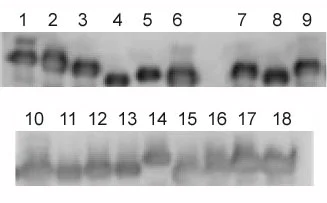 Western blot - Anti-HLA Class 1 ABC antibody [EMR8-5] (AB70328)