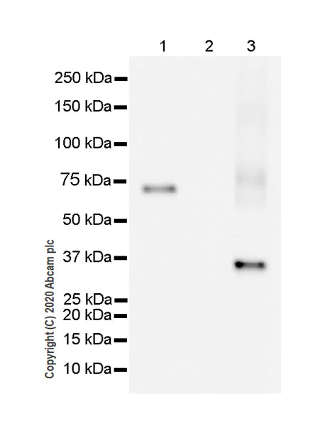 Western blot - Anti-HLA Class 1 ABC antibody [EPR22172] (AB225636)