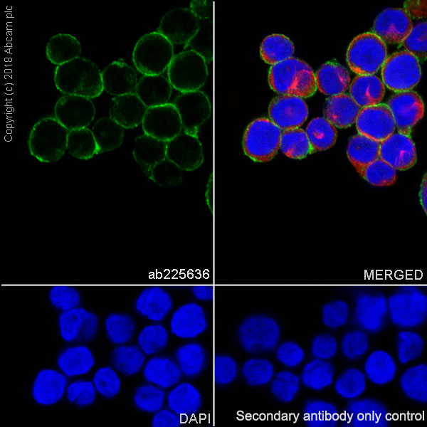 Immunocytochemistry/ Immunofluorescence - Anti-HLA Class 1 ABC antibody [EPR22172] - BSA and Azide free (AB239788), expandable thumbnail