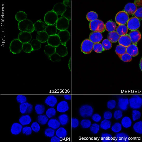 Immunocytochemistry/ Immunofluorescence - Anti-HLA Class 1 ABC antibody [EPR22172] - BSA and Azide free (AB239788)