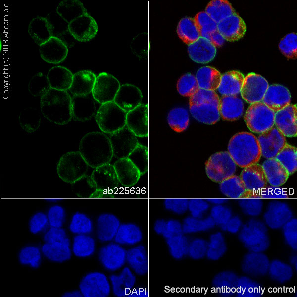 Immunocytochemistry/ Immunofluorescence - Anti-HLA Class 1 ABC antibody [EPR22172] - BSA and Azide free (AB239788), expandable thumbnail