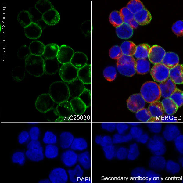 Immunocytochemistry/ Immunofluorescence - Anti-HLA Class 1 ABC antibody [EPR22172] - BSA and Azide free (AB239788)