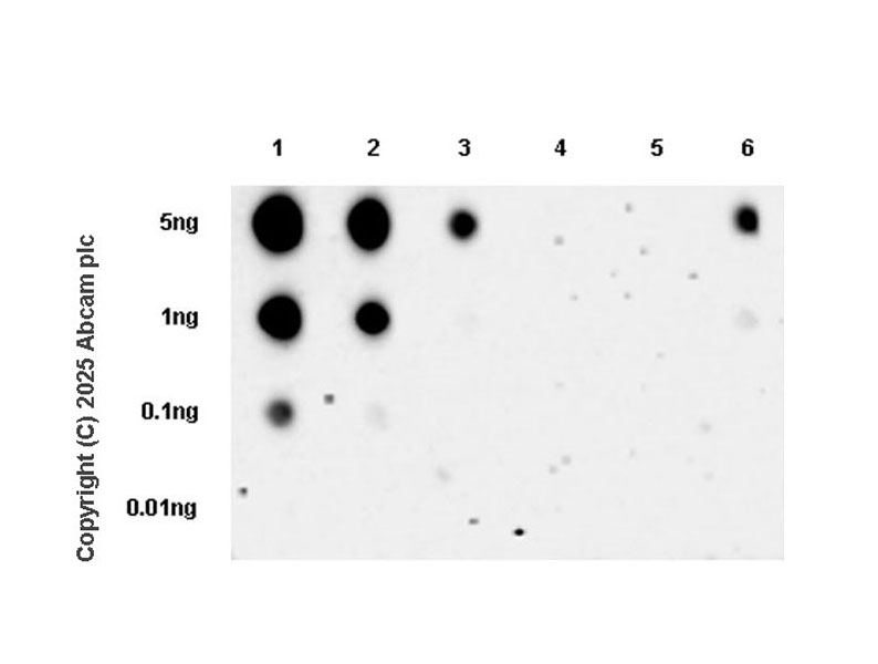 Dot Blot - Anti-HLA Class 1 ABCG antibody [EPR29051-62] (AB323616), expandable thumbnail