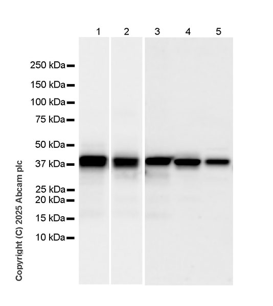 Western blot - Anti-HLA Class 1 ABCG antibody [EPR29051-62] (AB323616), expandable thumbnail