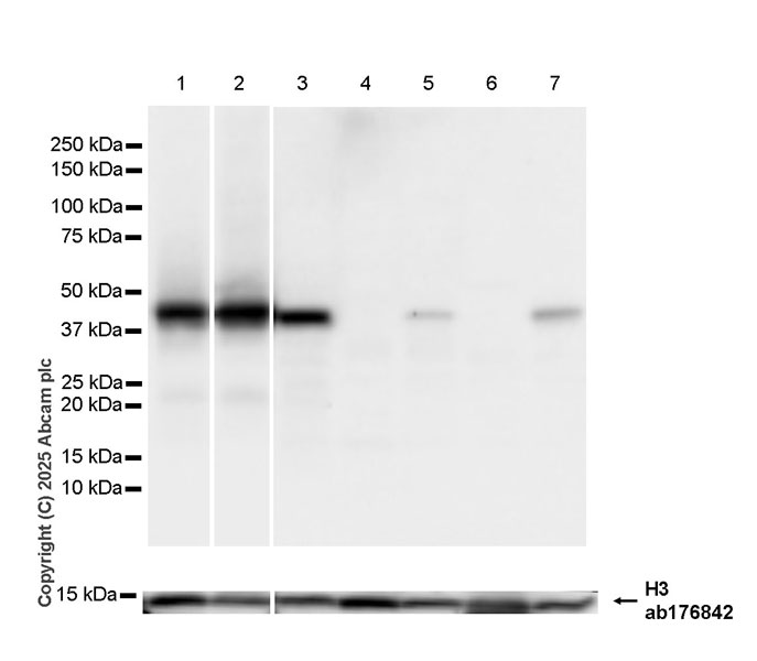 Western blot - Anti-HLA Class 1 ABCG antibody [EPR29051-62] (AB323616), expandable thumbnail