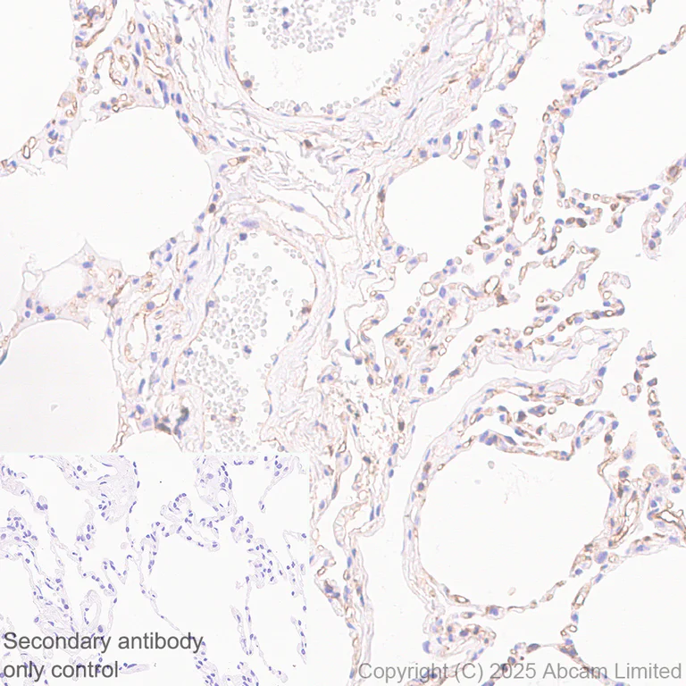 Immunohistochemistry (Formalin/PFA-fixed paraffin-embedded sections) - Anti-HLA Class 1 ABCG antibody [EPR29051-62] - BSA and Azide free (AB323617)