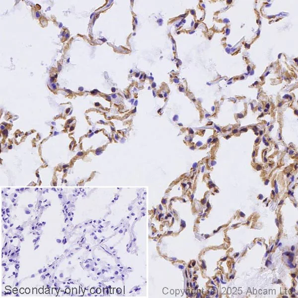 Immunohistochemistry (Frozen sections) - Anti-HLA Class 1 ABCG antibody [EPR29051-62] - BSA and Azide free (AB323617)