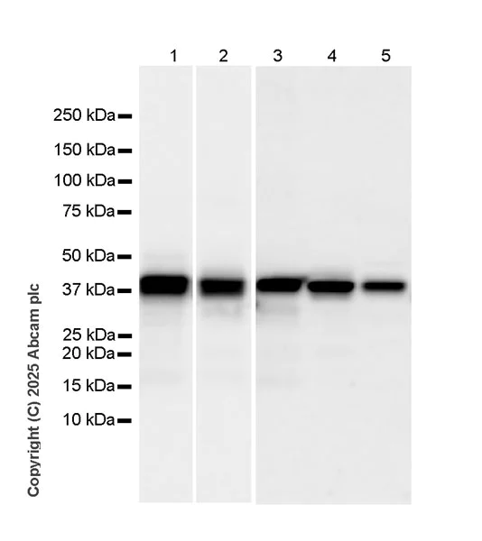 Western blot - Anti-HLA Class 1 ABCG antibody [EPR29051-62] - BSA and Azide free (AB323617)