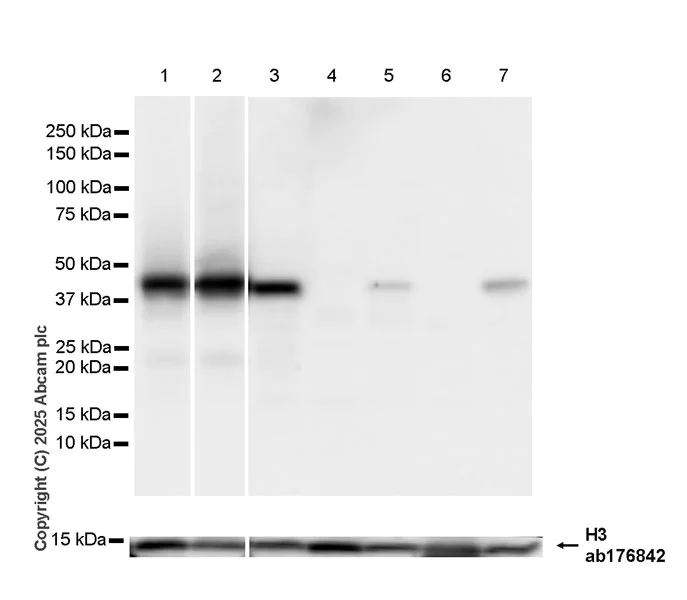 Western blot - Anti-HLA Class 1 ABCG antibody [EPR29051-62] - BSA and Azide free (AB323617)