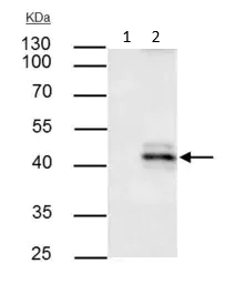 Immunoprecipitation - Anti-HLA class I ABC antibody (AB126237)