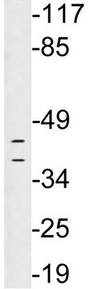 Western blot - Anti-HLA Class I antibody (AB134743)