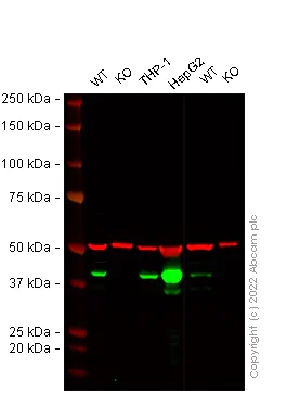 Western blot - Anti-HLA Class I antibody [EPR24568-63A] - BSA and Azide free (AB288691)