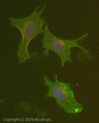 Immunocytochemistry/ Immunofluorescence - Anti-HLA Class I antibody [MEM-123] (AB2217)