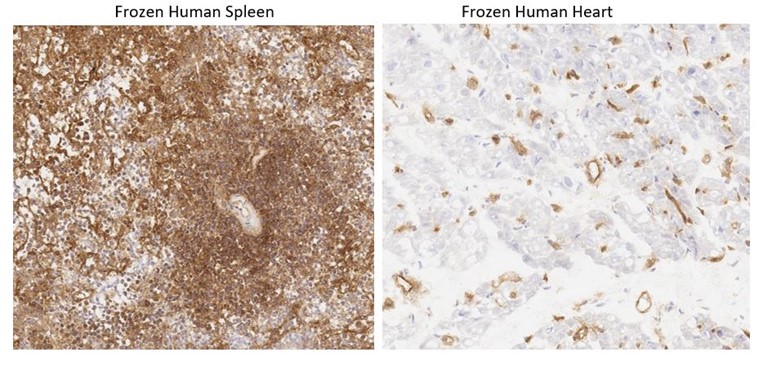 Immunohistochemistry (Frozen sections) - Anti-HLA Class I antibody [W6/32] - BSA and Azide free (AB23755)