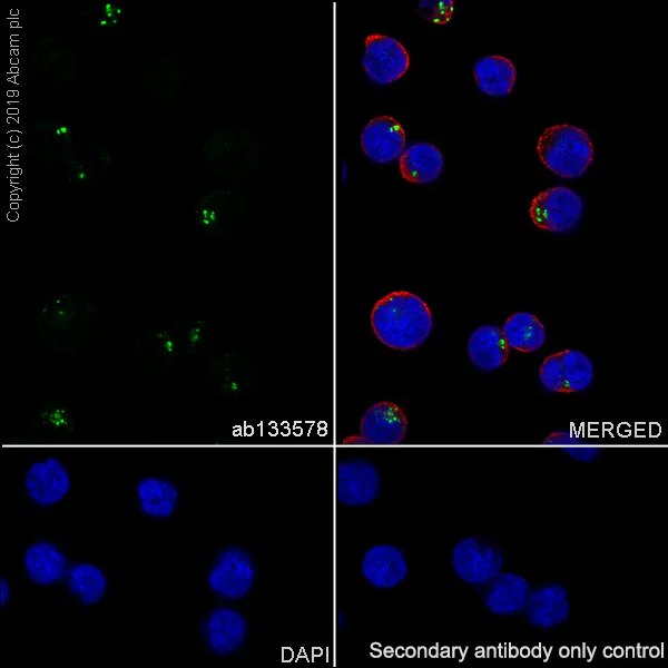 Immunocytochemistry/ Immunofluorescence - Anti-HLA Class II DRB1 antibody [EPR6148] (AB133578)