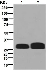 Western blot - Anti-HLA DMB antibody [EPR7982] - BSA and Azide free (AB248398)