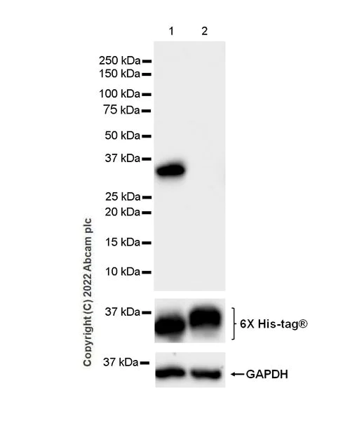 Western blot - Anti-HLA DMB antibody [EPR7982] - BSA and Azide free (AB248398)