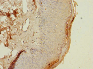 Immunohistochemistry (Formalin/PFA-fixed paraffin-embedded sections) - Anti-HLA-DOA antibody (AB224668)