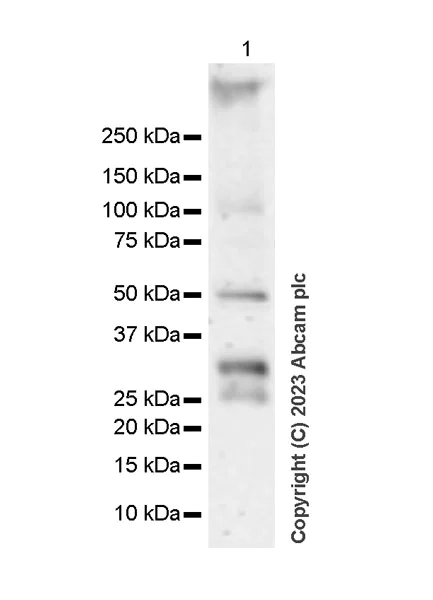 Western blot - Anti-HLA-DOB antibody [DOB.L1] - BSA and Azide free (AB312859)