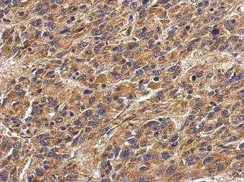 Immunohistochemistry (Formalin/PFA-fixed paraffin-embedded sections) - Anti-HLA-DP antibody (AB153886)
