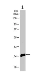Western blot - Anti-HLA-DP antibody (AB153886)