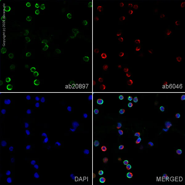 Immunocytochemistry - Anti-HLA-DP antibody [B7/21] - BSA and Azide free (AB222780)