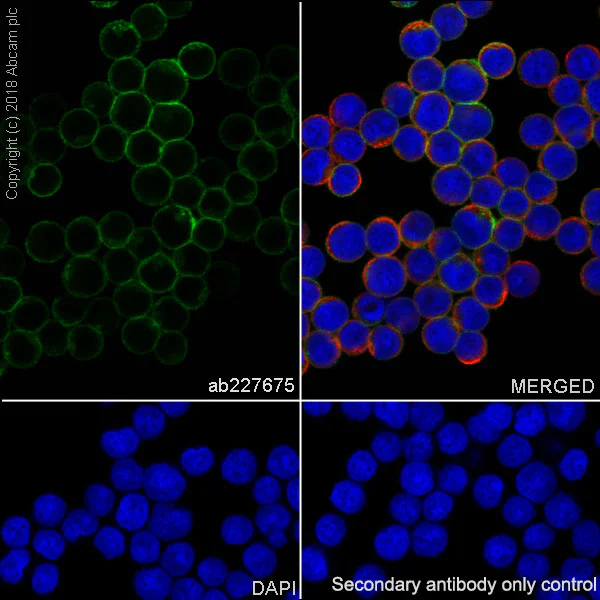 Immunocytochemistry/ Immunofluorescence - Anti-HLA-DP antibody [SP228] - BSA and Azide free (AB245736)