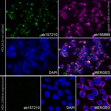 Immunocytochemistry/ Immunofluorescence - Anti-HLA-DPB1 antibody [EPR11226] (AB157210)