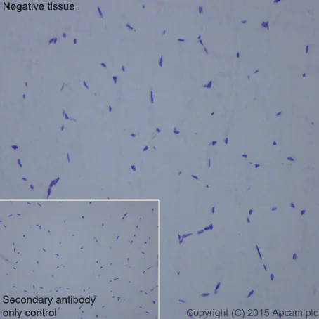 Immunohistochemistry (Formalin/PFA-fixed paraffin-embedded sections) - Anti-HLA-DPB1 antibody [EPR11226] (AB157210)