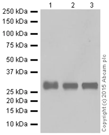 Western blot - Anti-HLA-DPB1 antibody [EPR11226] (AB157210)