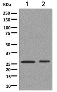 Western blot - Anti-HLA-DPB1 antibody [EPR11226] (AB157210)