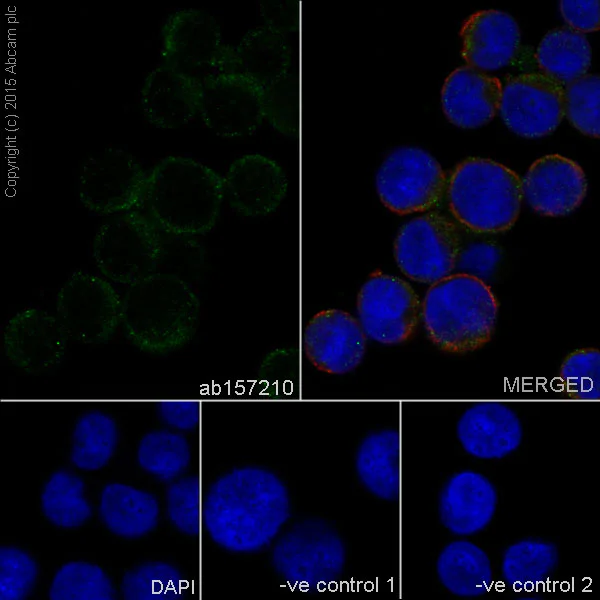 Immunocytochemistry/ Immunofluorescence - Anti-HLA-DPB1 antibody [EPR11226] - BSA and Azide free (AB215973)