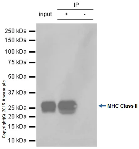 Immunoprecipitation - Anti-HLA-DPB1 antibody [EPR11226] - BSA and Azide free (AB215973)