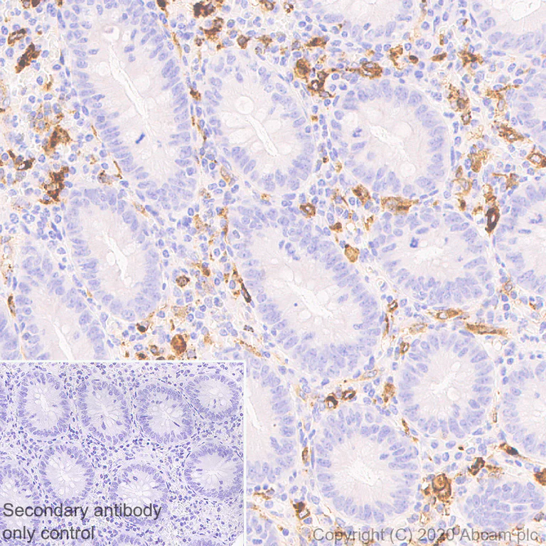 Immunohistochemistry (Formalin/PFA-fixed paraffin-embedded sections) - Anti-HLA-DPB1 antibody [EPR23947-1] (AB259802)