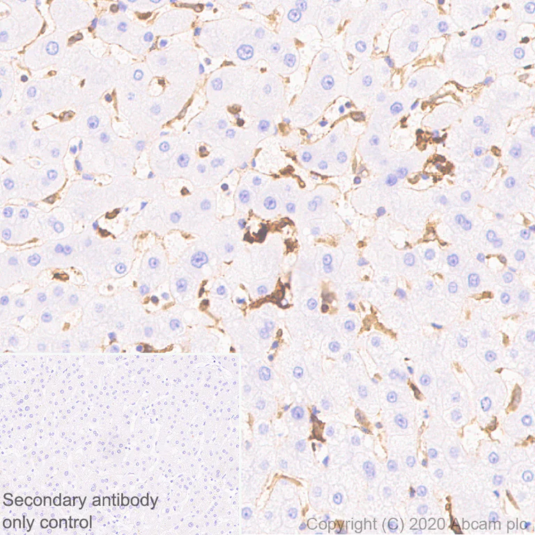 Immunohistochemistry (Formalin/PFA-fixed paraffin-embedded sections) - Anti-HLA-DPB1 antibody [EPR23947-1] (AB259802)